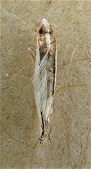 Erechthias chionodira