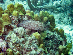 Cephalopholis cruentata