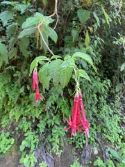 Fuchsia boliviana