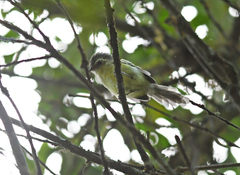 Phylloscartes ventralis