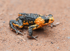 Melanophryniscus rubriventris