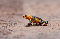 Melanophryniscus rubriventris