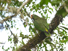 Amazona tucumana