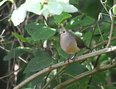 Leptotila megalura