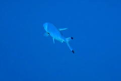 Caesio lunaris