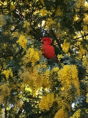 Alisterus scapularis