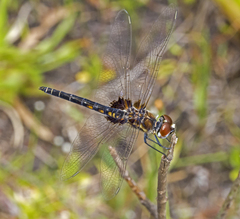 Macrodiplax balteata