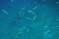 Caesio striata