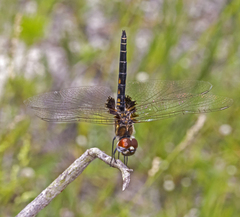 Macrodiplax balteata