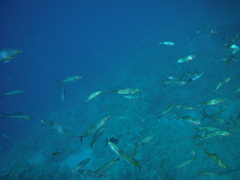 Caesio striata