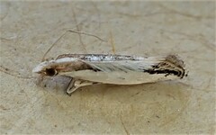 Erechthias chionodira