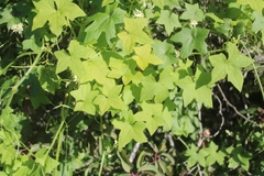 Marah macrocarpa