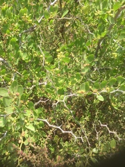 Ziziphus lotus