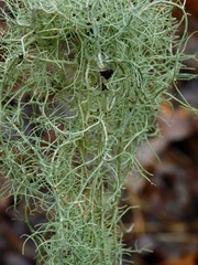 Usnea ceratina