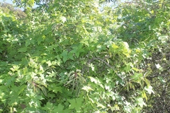Marah macrocarpa