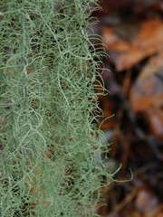 Usnea ceratina