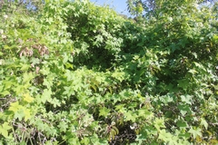 Marah macrocarpa