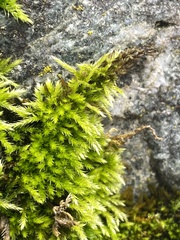 Homalothecium nuttallii