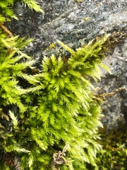 Homalothecium nuttallii