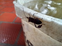 Leptoglossus macrophyllus