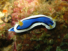 Chromodoris annae