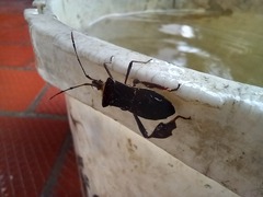 Leptoglossus macrophyllus