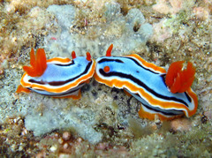 Chromodoris annae