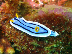 Chromodoris lochi