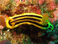 Chromodoris joshi