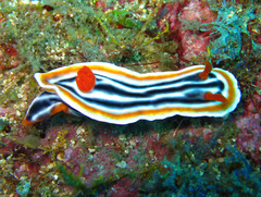 Chromodoris magnifica