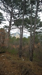 Pinus nigra pallasiana