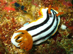 Chromodoris