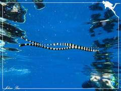 Laticauda saintgironsi