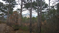 Pinus nigra pallasiana
