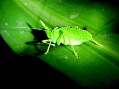 Copiphora rhinoceros