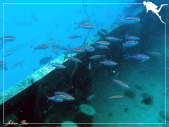 Pterocaesio trilineata