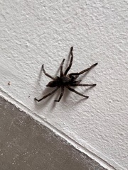 Harpactirinae