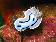 Chromodoris willani