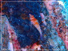 Cirrhitichthys falco