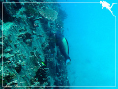 Cetoscarus ocellatus