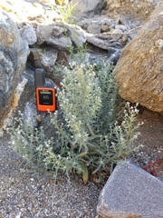 Johnstonella racemosa