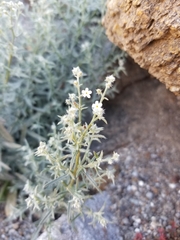 Johnstonella racemosa