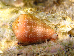 Conus miliaris