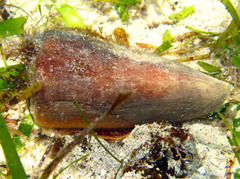 Conus coelinae