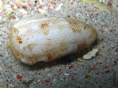Conus arenatus