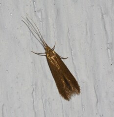 Coleophora