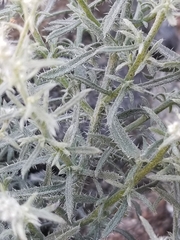 Johnstonella racemosa