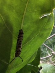 Danaus