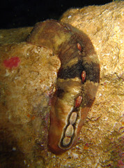 Cryptoplax larvaeformis