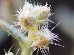 Johnstonella racemosa